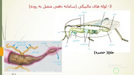 لوله های مالپیگی در حشرات زیست دهم فصل 5 گفتار 3 ناصری
