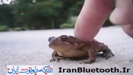 قور باغه خنده دار