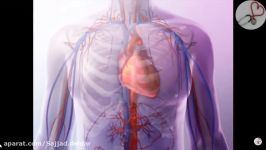 مرور سریع خلاصه بر آناتومی فیزیولوژی قلب