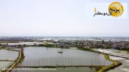 فریدونکنار پایتخت برنج ایران برنج ارگانیک فریدونکنار