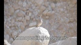 تیهوی نر Male See see Partridge