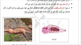 نرماده یا هرمافرودیت زیست یازدهم فصل 7 گفتار 4 ناصری