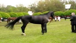 Furioso Horse