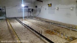 پرورش مرغ گوشتی نکات مدیریتی در ارتباط پرورش جوجه گوشتی