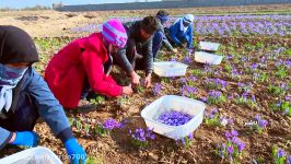 آغاز برداشت زعفران در کاشمر