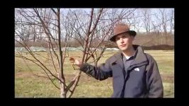 آموزش نحوه هرس کردن درختان در اول بهار