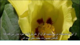 10.معجزات علمی قرآنمادگی نرینگی گیاهان