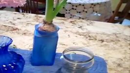 Tips For Easily Forcing Hyacinth Bulbs To Bloom Indoors