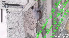 پیمانکاری مالونی شومینه کار سنگ لاشه احمدی ۰۹۱۹۶۷۲۳۲۴۷