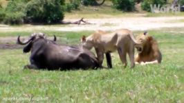 حیات وحش، کشته شدن بوفالو توسط فیل شکار شدن فیل توسط شیر