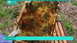 زنبورداری مدرن  زنبورداری برداشت عسل  پرورش زنبور عسل زنبورداری 02128423118
