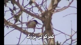 کمرکولی بزرگ Eastern Rock Nuthatch