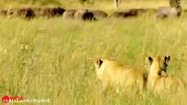 حمله بوفالو مادر به شیر برای نجات گوساله