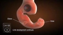 فیلم شگفت انگیز مراحل رشد جنین در داخل تخم