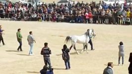 اسب عرب خالص ایرانی دهش.خمینی شهر