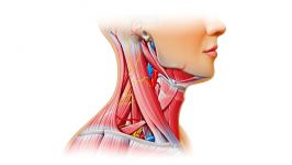 آناتومی بدن   بررسی عضلات مثلثی گردن