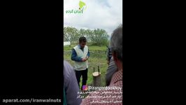 ایران گردو  سرشاخه کاری درخت گردو  پیوند گردو  مکشل سرمای بهاره  دیرگل