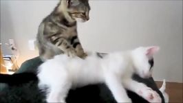 Funny Massage Cats very Cute ماساژ گربه ای بامزه خنده د