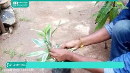 آموزش تکثیر پرورش گل گیاه در خانه  نگهداری گل گیاه مراقبت گیاه بامبو