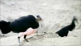 باورنکردنی پرنده ای زیر خاک تخم گذاری میکند زیر خاک بیرون می اید