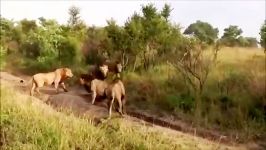   Wild Lions Attack and Kill Male Lion  YouTube