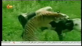 Safari tiger Hunting siberia  YouTube