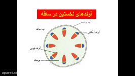 رشد پسین در گیاهان.گفتار سوم فصل 6 زیست شناسی 1