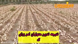 نتیجه تدبیر متولیان امر برای کشاورزان پیازکار در جنوب کرمان