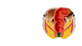 آناتومی بدن   بررسی راست روده مقعد