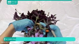 آموزش گل گیاه  فیلم پرورش گل گیاه نحوه تکثیر گیاهان 02128423118