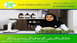 شانکر باکتریایی در گیاه گوجه فرنگی نحوه مدیریت آن