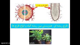 جانداران موثر در تغذیه گیاهان. گفتار دوم فصل 7 زیست شناسی1