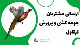 جوجه کشی پرورش قرقاول صالح  دی کیو شاپ