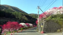 مستند زیبایی شکوفه درختان در حاشیه های شهر