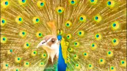 مستند زیباترین طاووس های جهان را FullHD تماشا کنید بشناسید