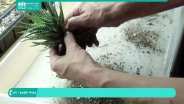 تکثیر پرورش گل گیاه  نحوه تکثیر گیاه پاپیروس قلمه زدن کاکتوس 28423118 021