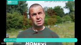 آموزش زنبورداری نوین  پرورش زنبور عسل  برداشت عسل ویروس فلج زنبور 