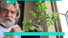 آموزش پرورش گل گیاه آپارتمانی اصلاح درختچه کاج تعویض خاک گلدان