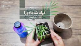 شامادورا؛ بیماری قارچی راه حلش