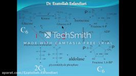 آموزش چرا درمسیر گلیکولیز گلوکزمستقیما به تریوزها نمیشکند؟ توسط دکتر اسفندیاری