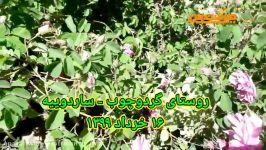 گل های زیبای محمدی روستای گردوچوب ساردوییه تقدیم به اعضای کانال جیرفت من