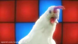 اهنگ مرغی  طنز  Chicken song   Geco Remix