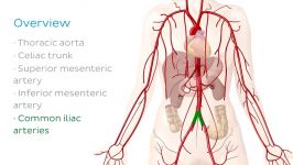 آناتومی بدن   بررسی شریان های بدن