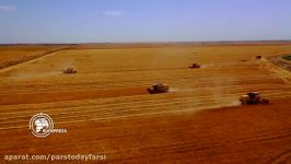 شروع برداشت گندم مزارع استان گلستان