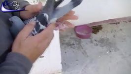 Rafael Ruz presents 2 pigeons that flown 1325 km