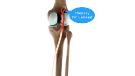 آناتومی بدن   بررسی عضله پلانتاریس عضله کف پایی