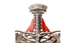 آناتومی بدن   بررسی عضلات گردن