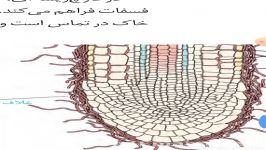 زیست دهم فصل7 قسمت سوم مدرس خانم بریمانی