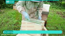 آموزش زنبور داری  پرورش زنبور عسل  اصول پرورش زنبور عسل 28423118 021