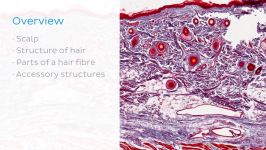 آناتومی بدن   بررسی بافت ها سلول های پوست سر مو